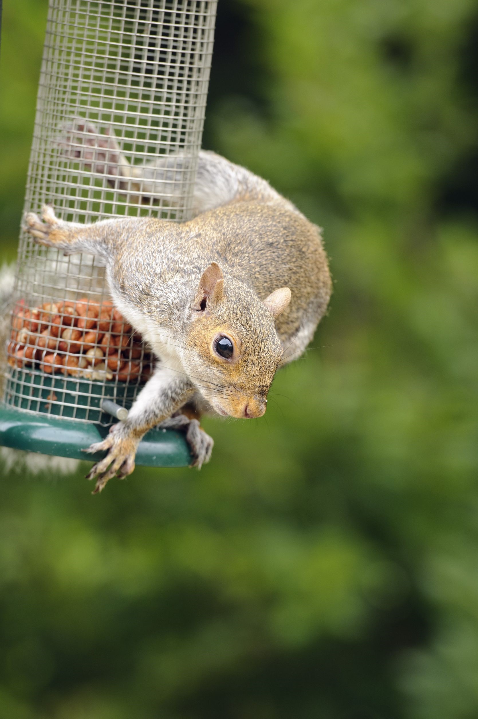 Squirrels raid bird feeders and steal your seeds