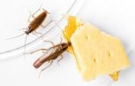 Toronto Cockroach Control Toronto Cockroach Control