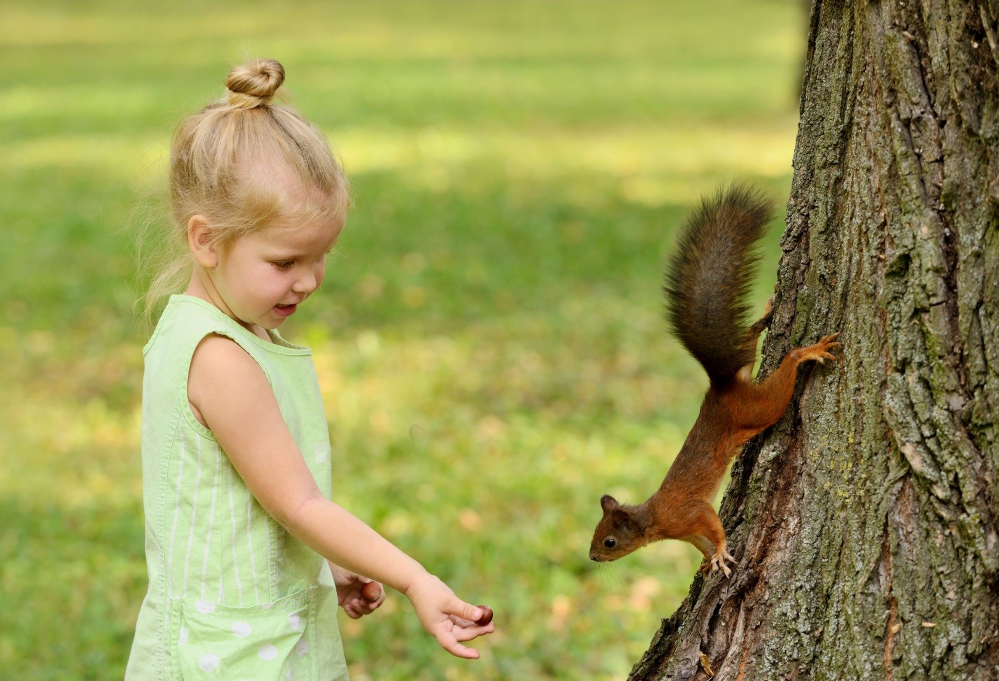 Toronto Squirrel Control