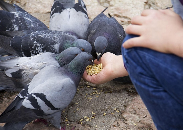 pigeons3