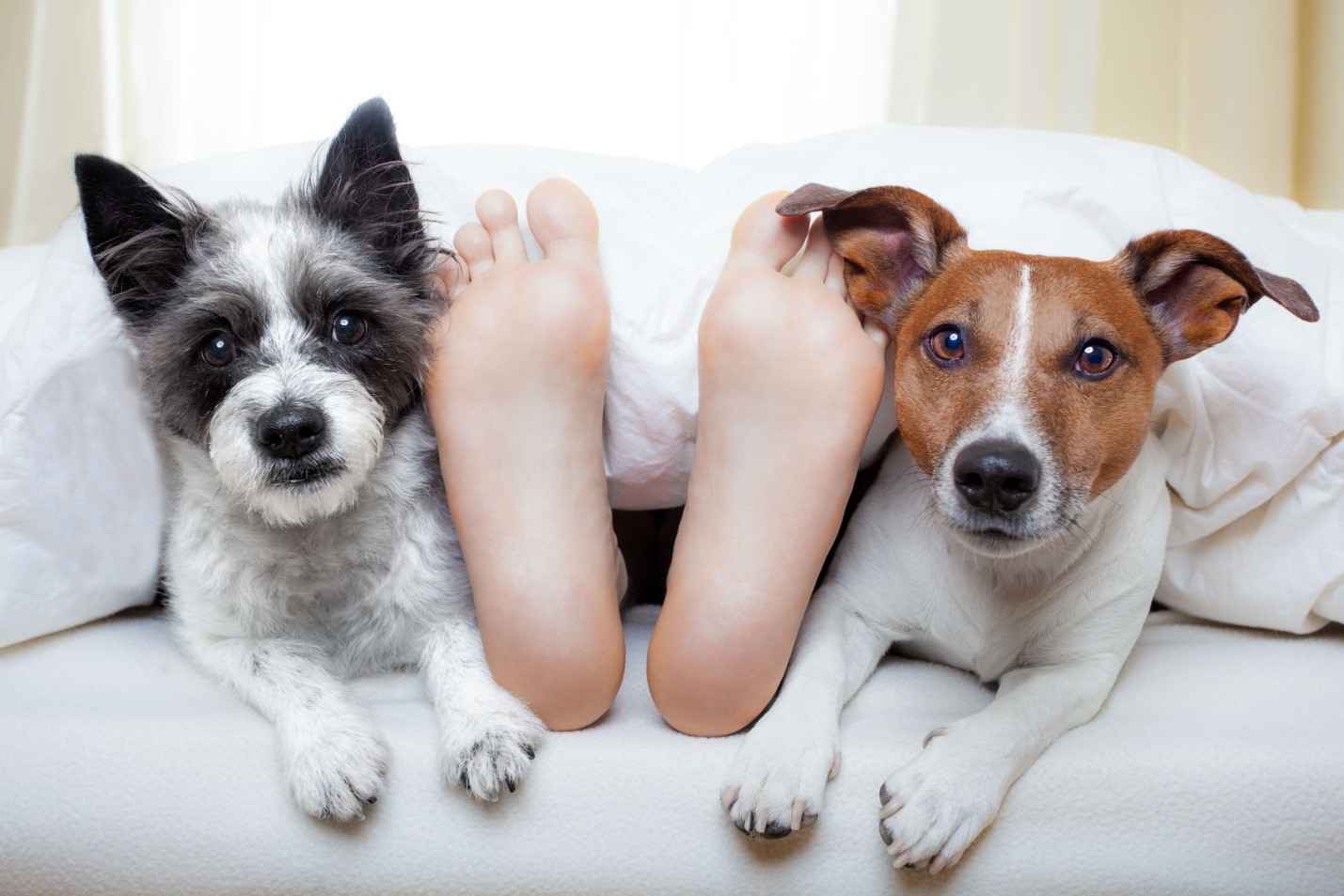 Dogs, First Line of Defense against 3 Most Destructive House Pests