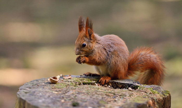 Differentiating between the Red and Grey Squirrel