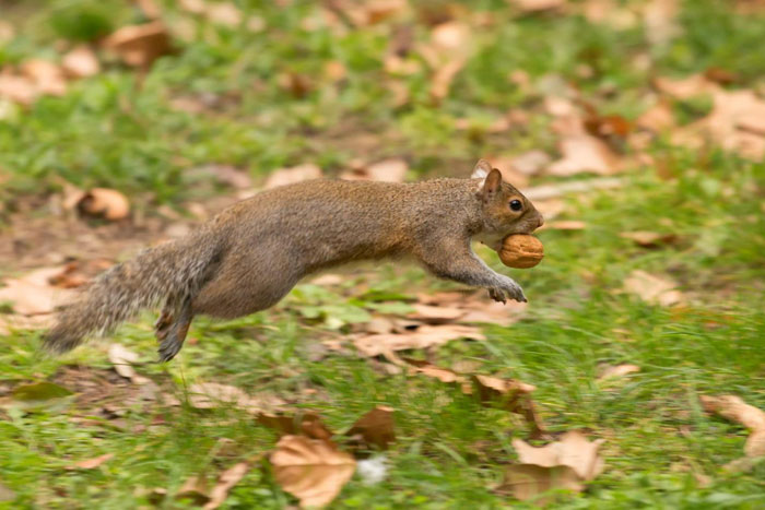 Toronto Squirrel Removal