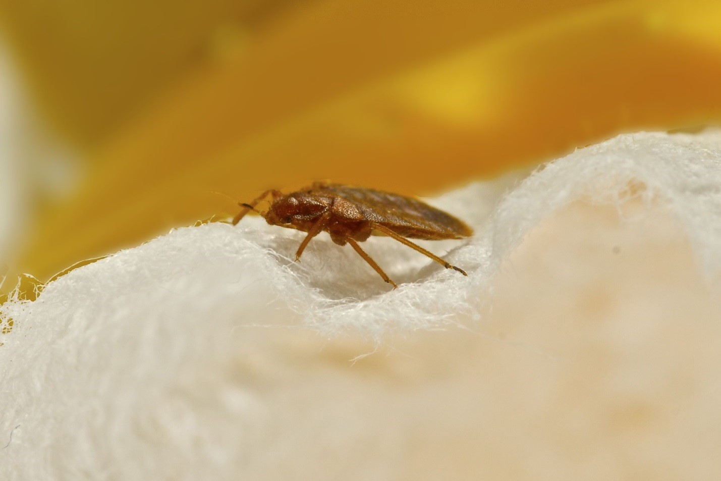 The Bedbug-Sniffing Machine