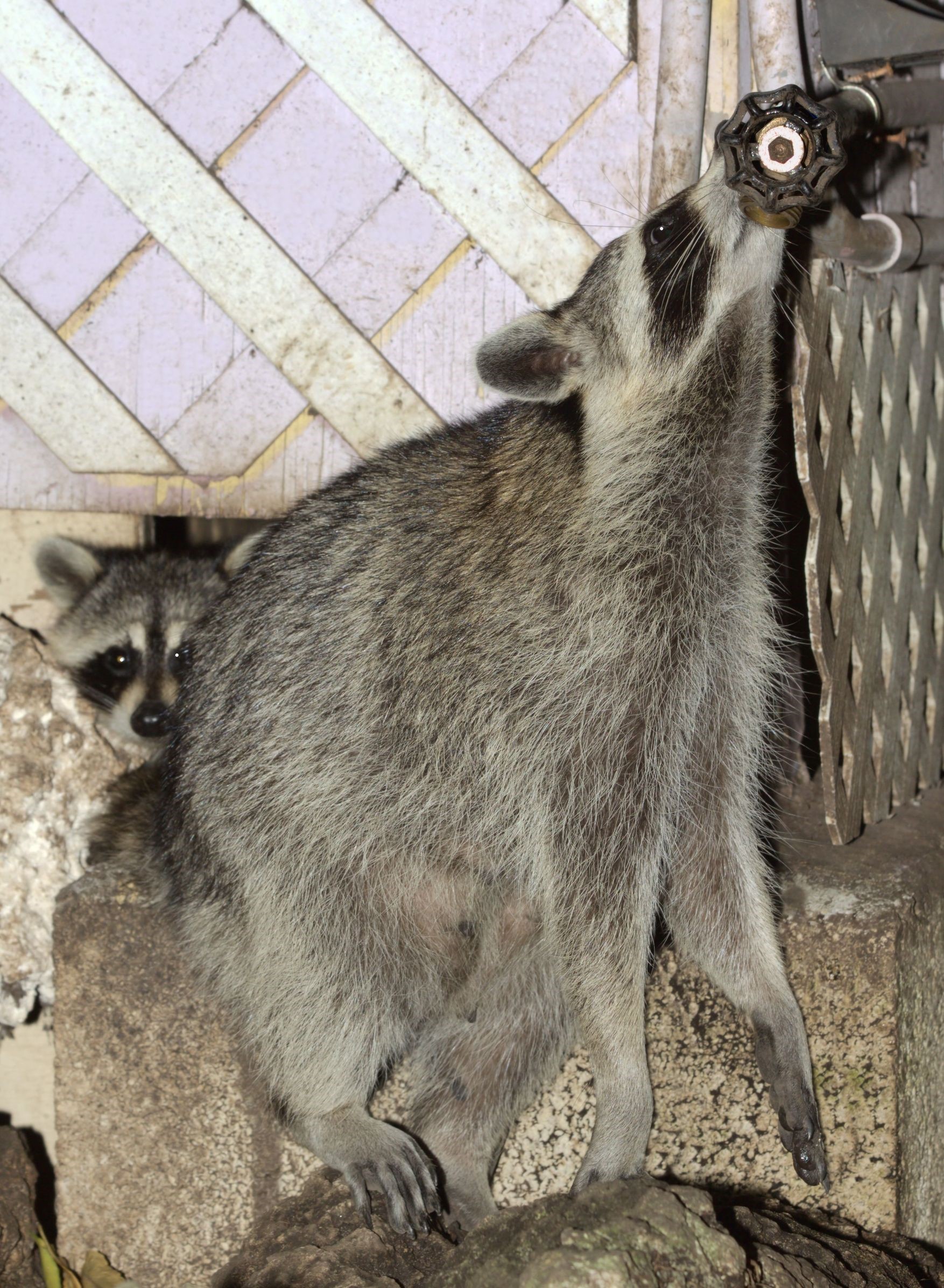raccoons smart racoon damage control pests considered amazingly pest why