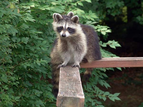 Toronto Racooons
