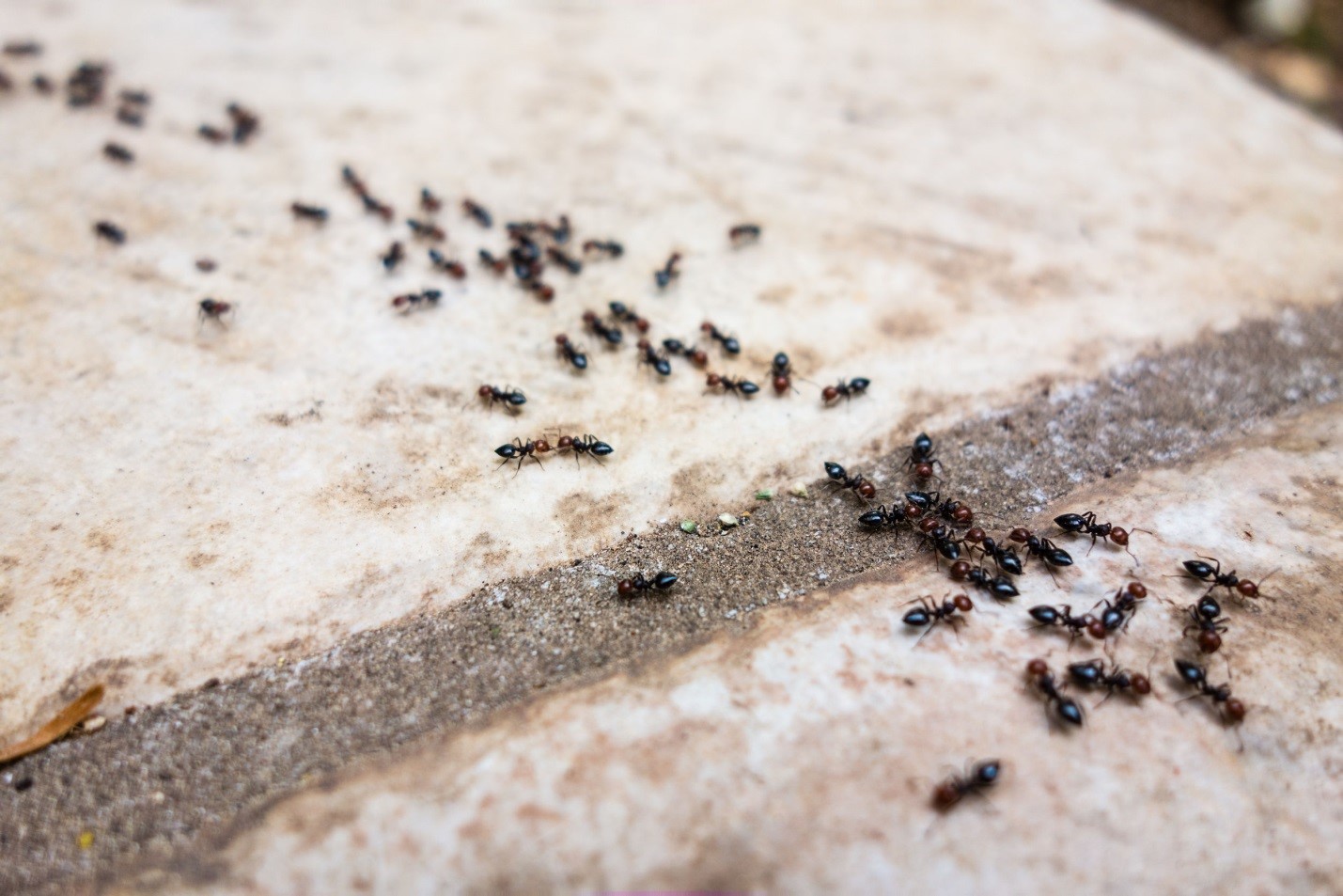 What Pests Should You Expect To See Inside Your Home This Winter Ant Pest Control For Your Toronto Home