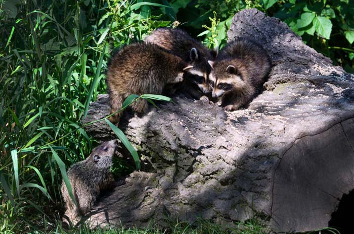 Toronto Raccoon Removal