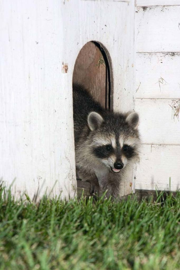 Racoon Wildlife Removal Toronto