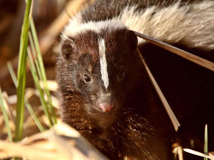 Toronto Skunk Removal