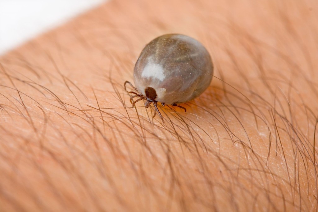 Toronto Brown Dog Tick Prevention