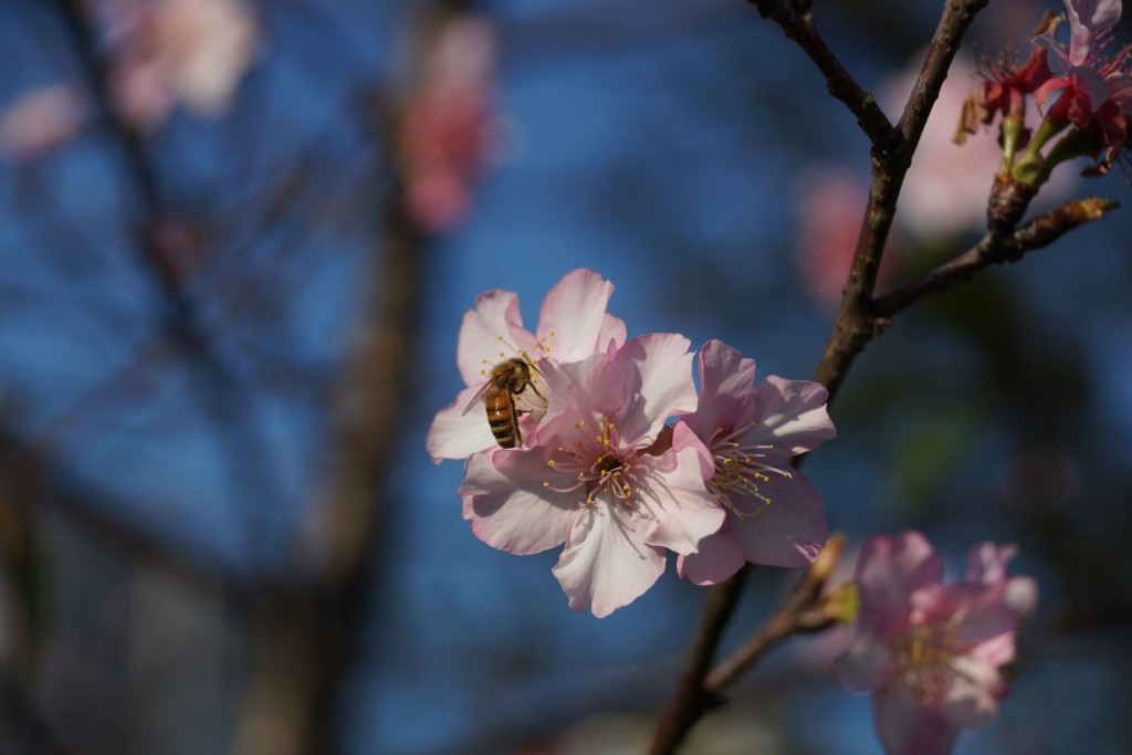Fewer Beneficial Insects Will Make It to Spring