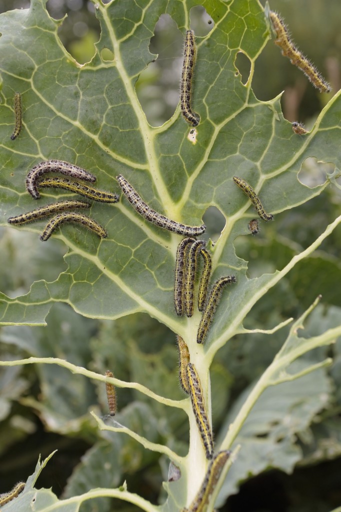 How to Control Pests in Winter Gardens