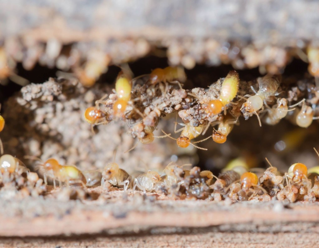 More Pests Will Invade Your Property