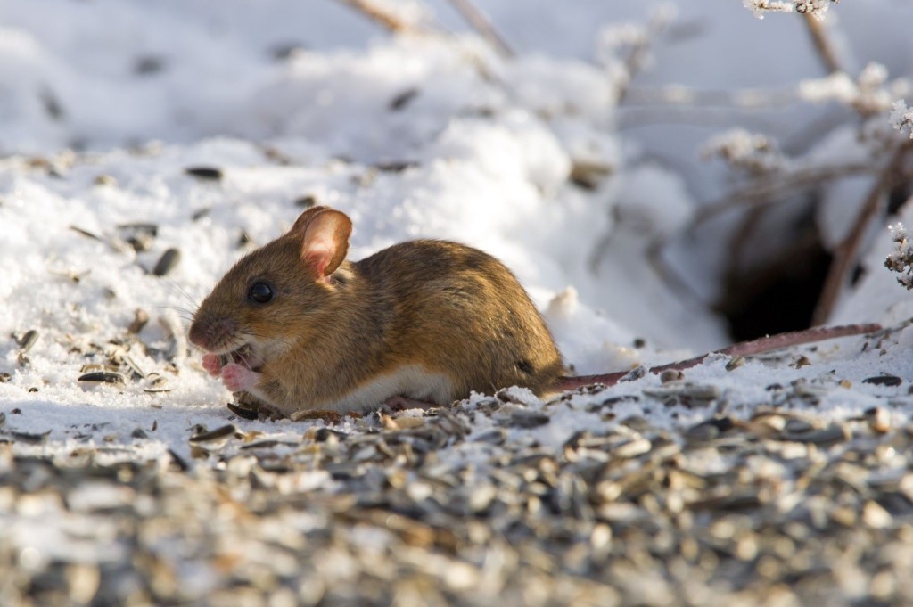 Toronto Rodent Control
