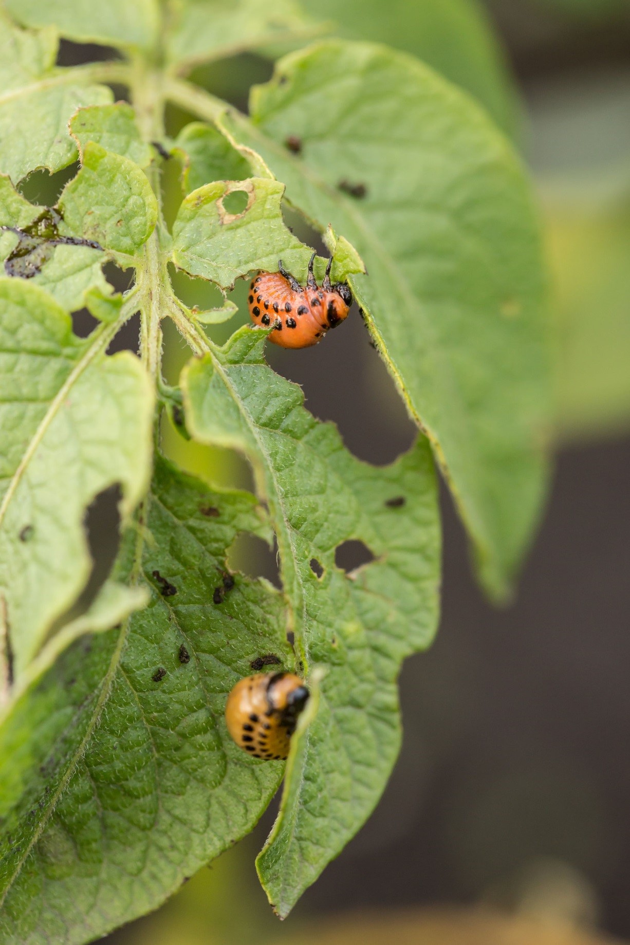 Why Is Integrated Pest Management The Answer To Pest Problems? - GreenLeaf Pest ControlGreenLeaf