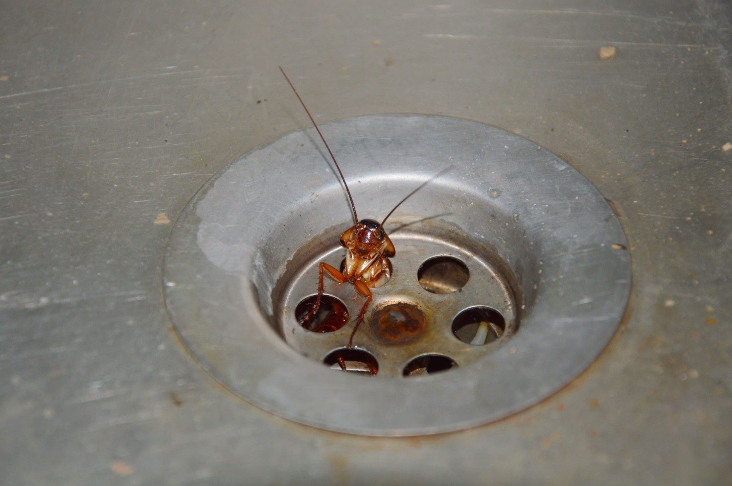Toronto Commercial Pest Control