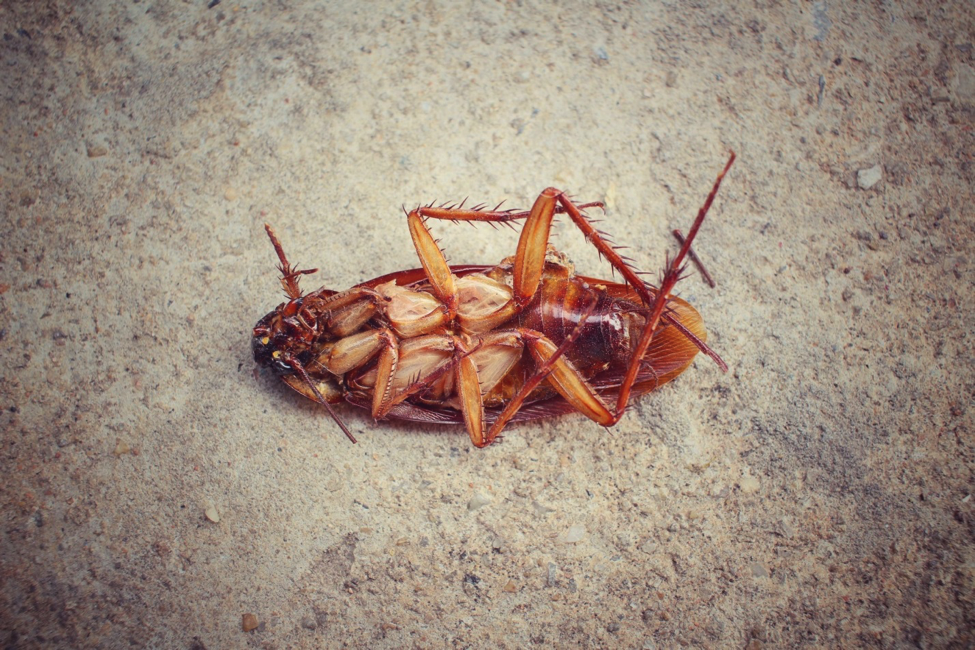 Toronto Cockroach Control