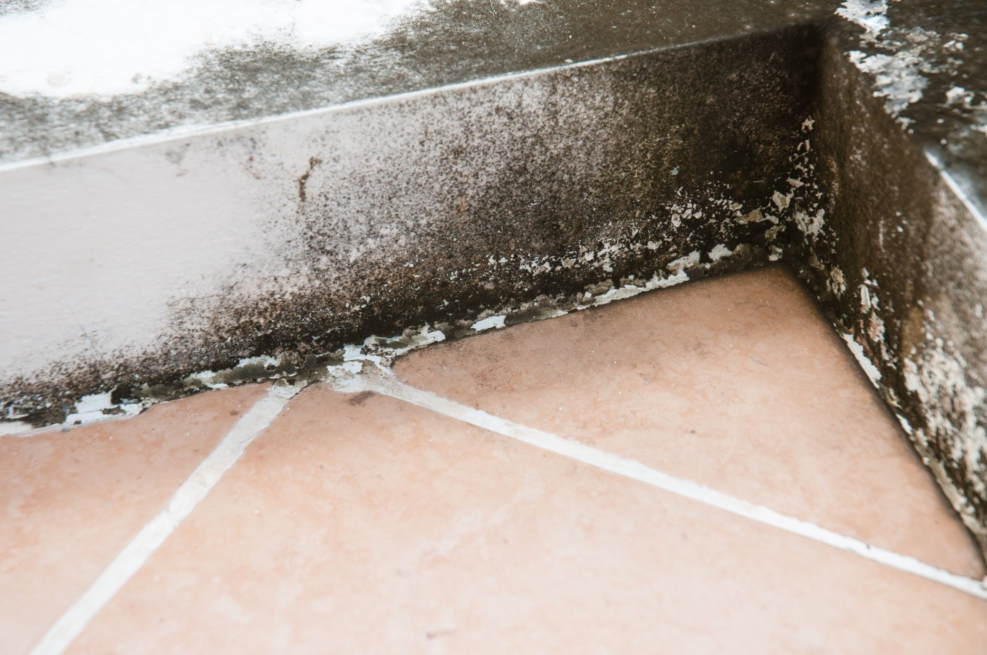 Toronto Mold Repair