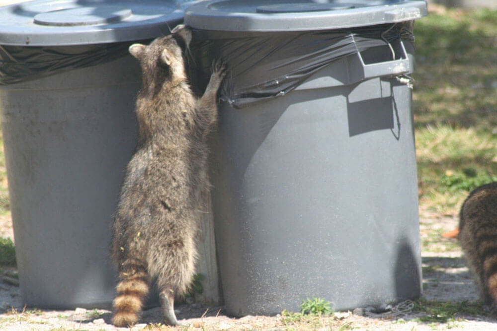 Toronto Raccoon Control