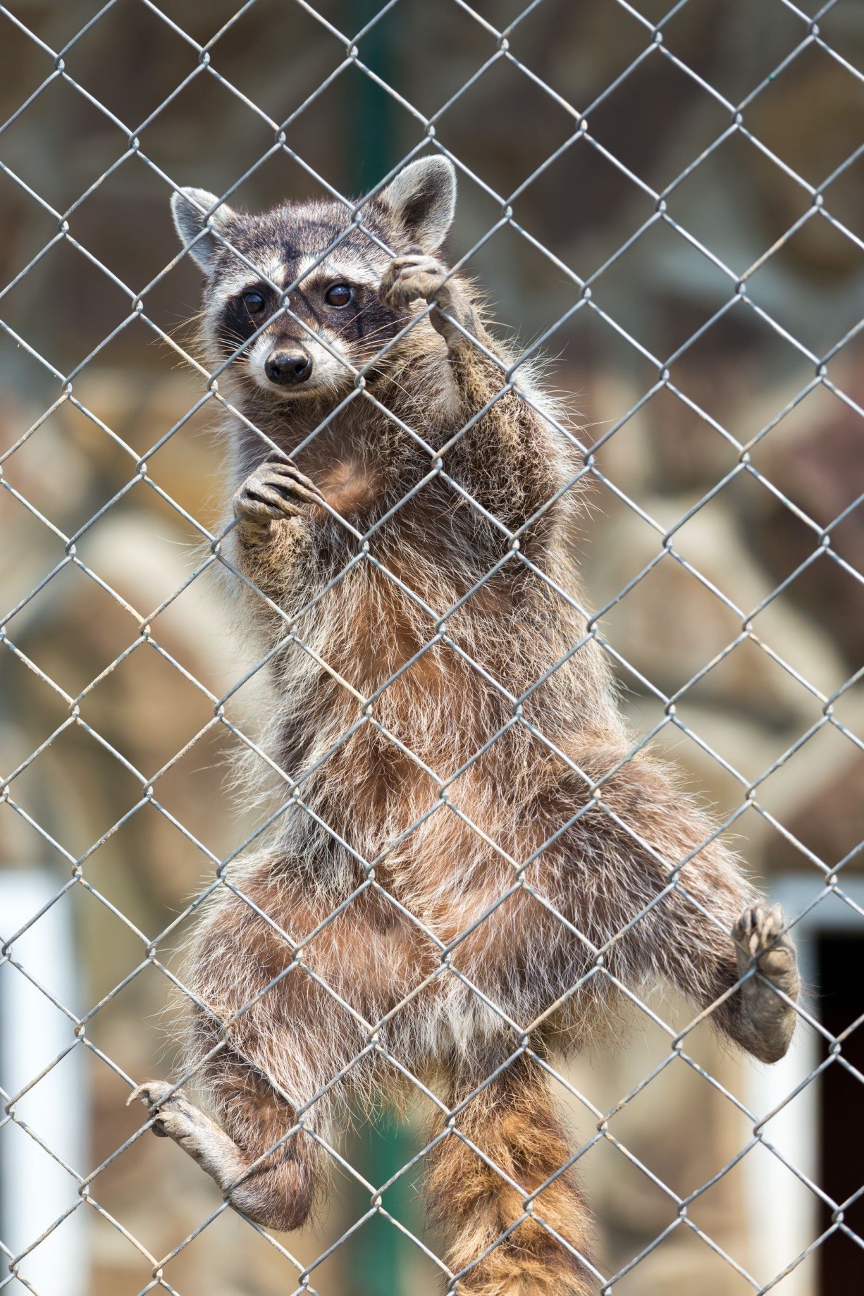 Toronto Racoon Prevention