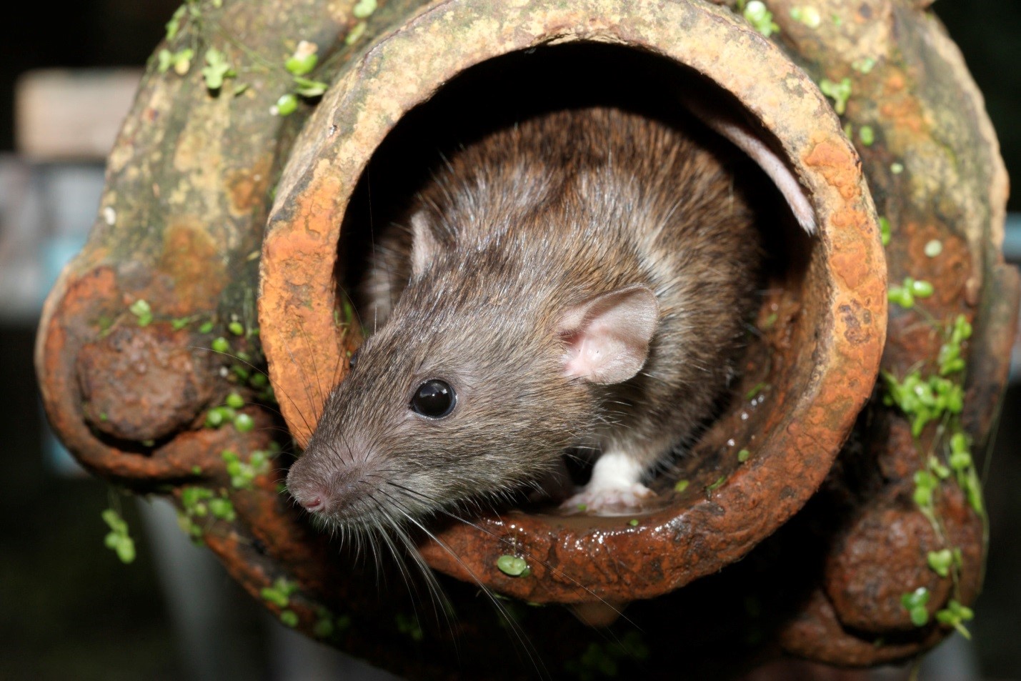 Toronto Rat Control