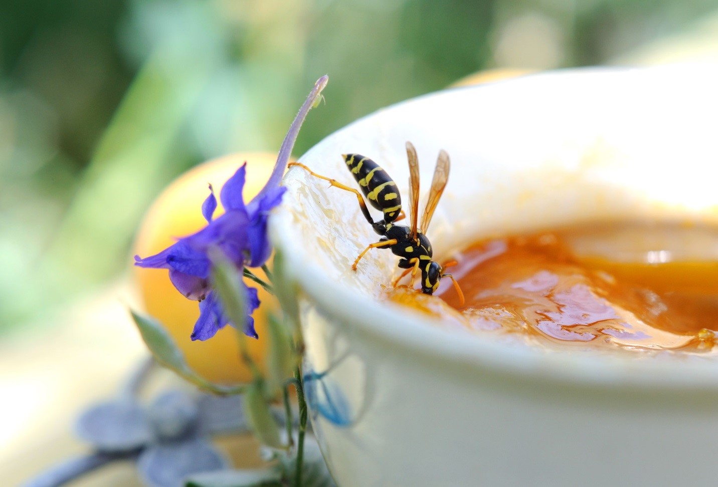 Toronto Wasp Control