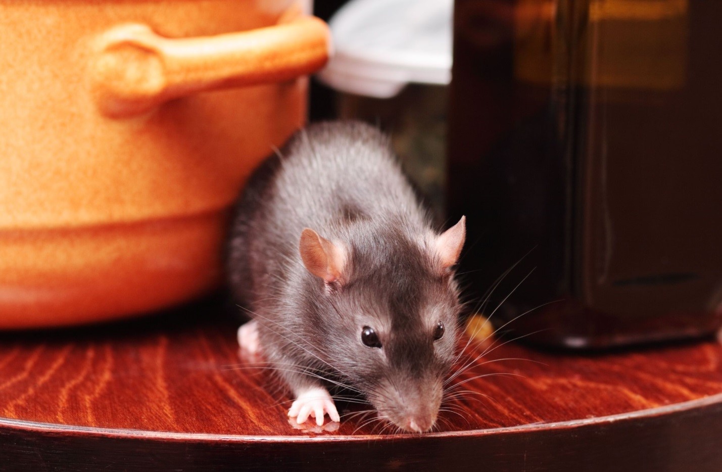 Tracking the Rodent Problem Effectively