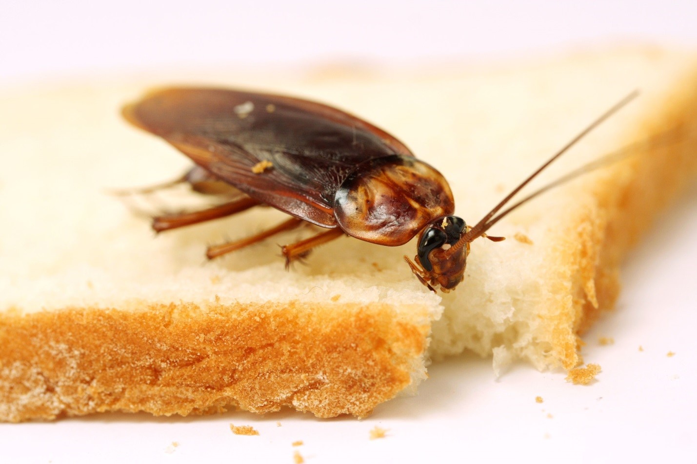 Toronto Cockroach Control