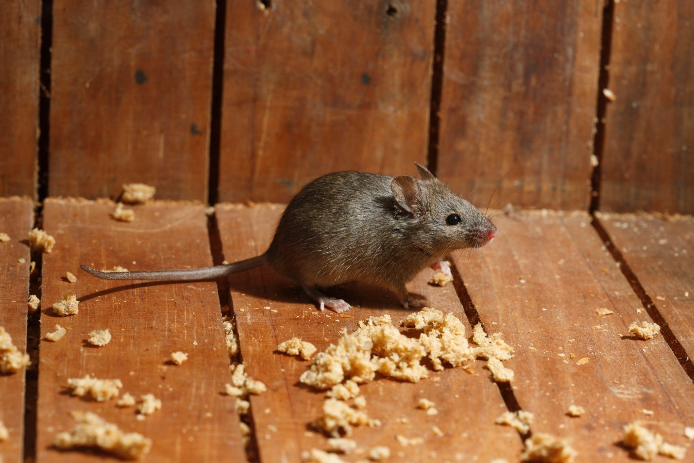 Toronto Rodent Control