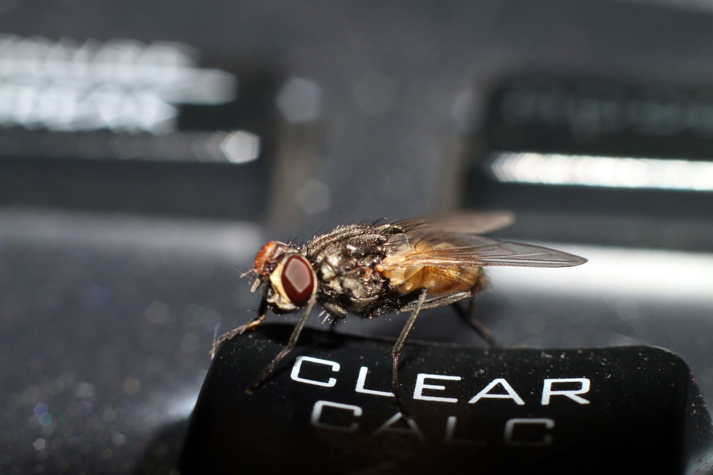 5 Strategies for Dealing with Pests in the Office