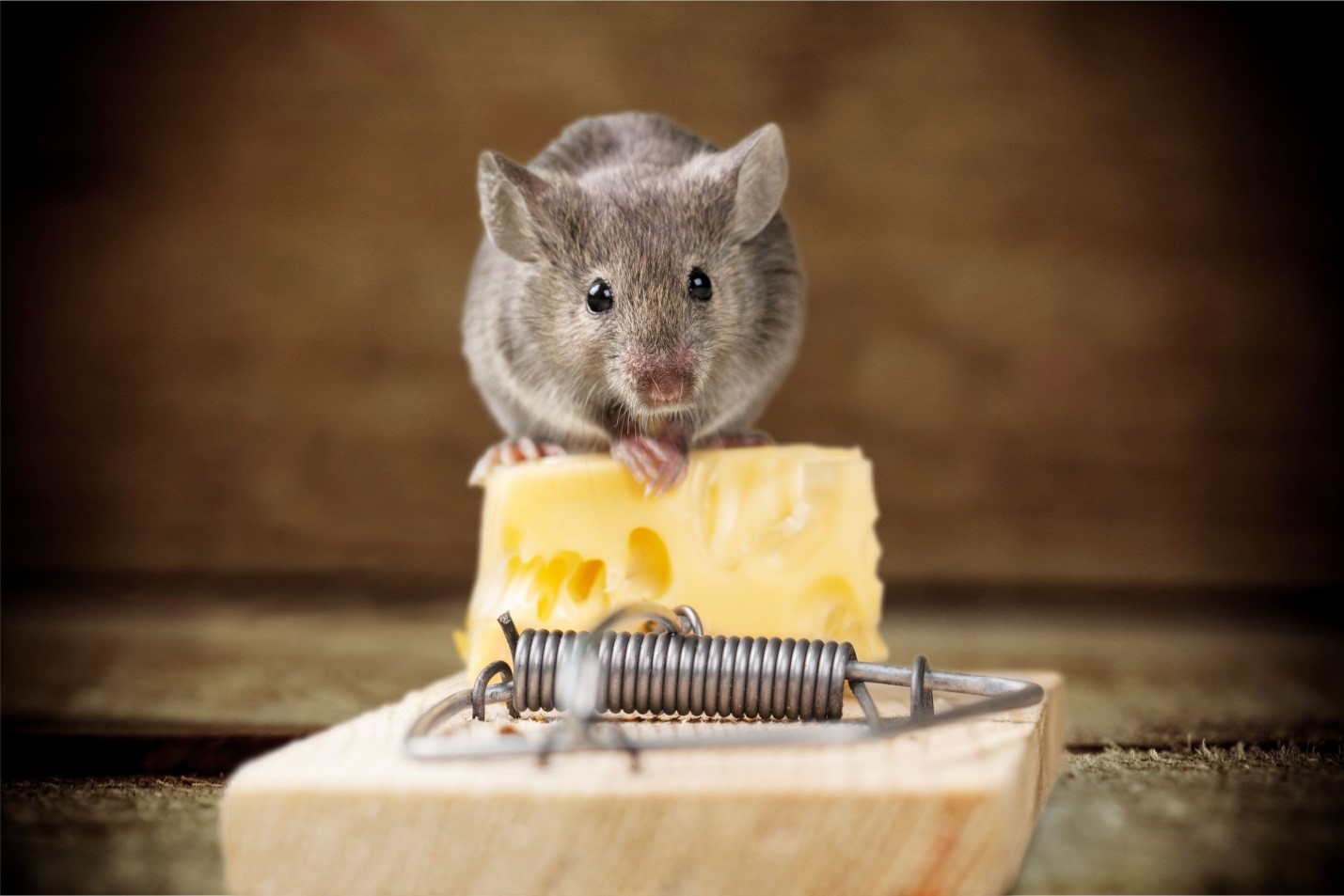 5 DIY Pest Control Myths