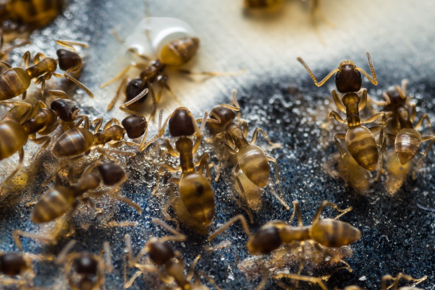 Toronto Pest Control Tips