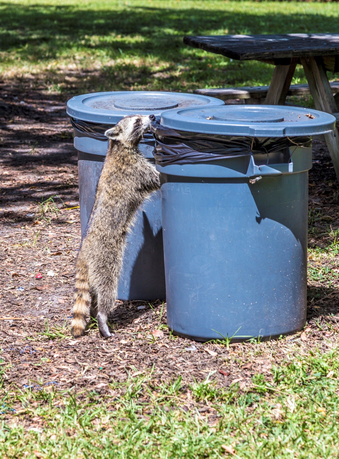 Toronto Raccoon Control