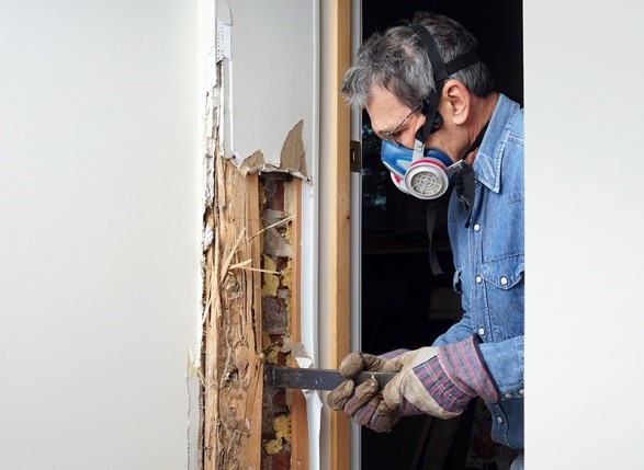 Toronto Termite Control