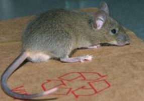 Mouse Control in Toronto, GTA, Vaughan, Simcoe County