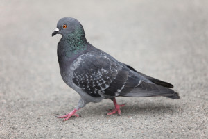 bird control