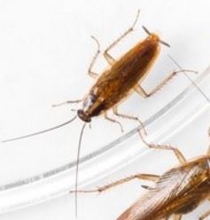 commercial cockroach control