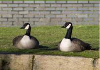 wildlife control
