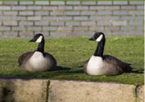 wildlife removal