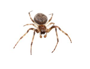 spider control