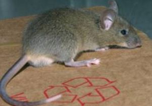 barrrie rodent control