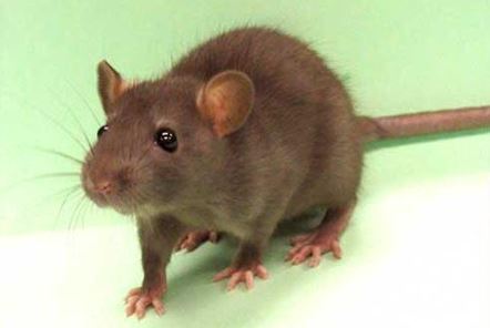 toronto rat control