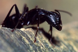 carpenter-ants-300x200