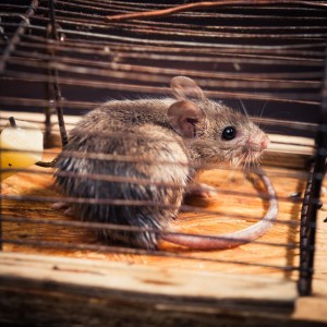 Safer-Alternative-to-Remove-Rats-and-Mice-300x300