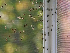Fly Elimination near me | GreenLEaf Pest Control