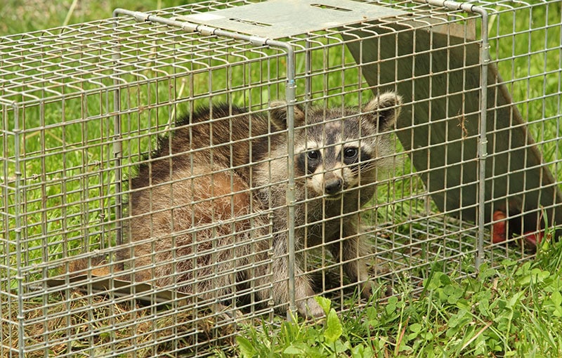 Racoon in a cage
