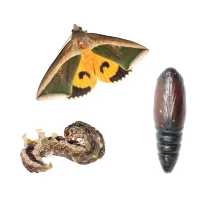 bed-bugs-moths