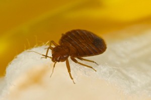 Bed-Bug1-300x199