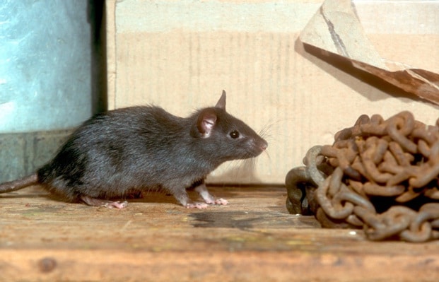 Rat-Control